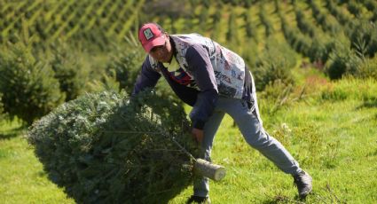Promover la colecta y reciclaje de Árboles de Navidad usados, plantea Morena