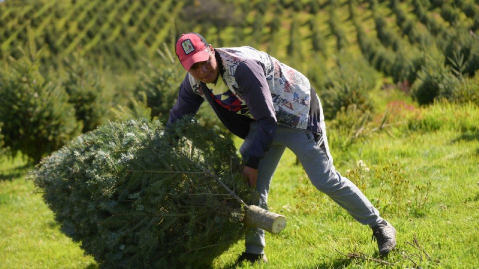 Promover la colecta y reciclaje de Árboles de Navidad usados, plantea Morena
