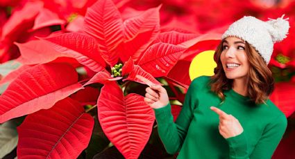 Nochebuena, ¿por qué se convirtió en símbolo de la Navidad?