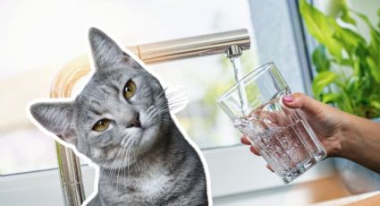 ¿Es peligroso darle agua de la llave a los gatos? Es importante que sepas esto