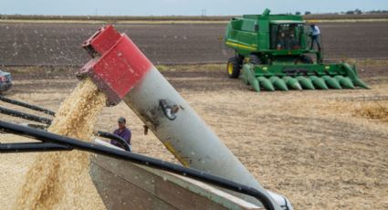 'Hasta 40% del campo utiliza como herbicida el glifosato'