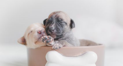 Perros: Cómo recibir correctamente a un cachorro nuevo en casa