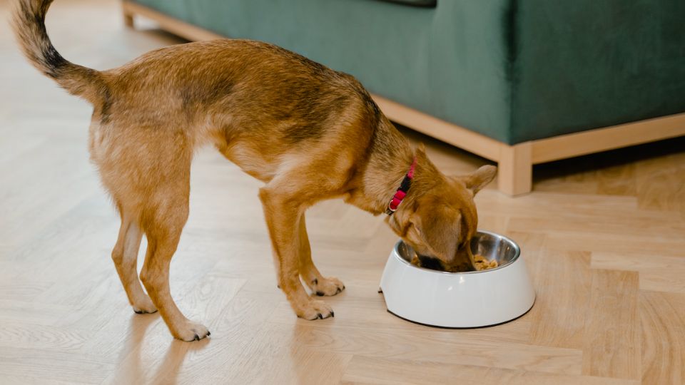 De acuerdo con NUPEC, las papilas gustativas de los perros varían de mil 700 a 2 mil contra las 10 mil de los humanos.
