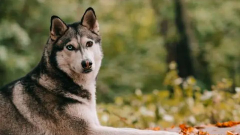 Husky siberiano, estos son algunos aspectos importantes de esta raza de perros.