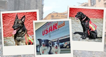 Turquía: Ellos son los 16 perritos rescatistas mexicanos que ayudarán tras terremoto