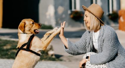 Perros: Estudio revela cuántas palabras comprende tu mascota
