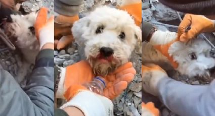 Momento exacto en que rescatan a un perrito en edificio derrumbado en Turquía: VIDEO