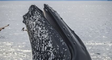 Biósfera del Vizcaíno revela crecimiento de la población de ballenas grises en tres meses