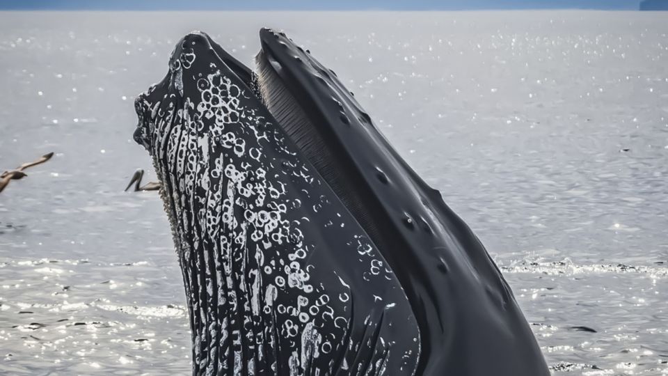 Este enorme animal marino por años estuvo en la lista de animales en peligro, hoy su historia ha cambiado.