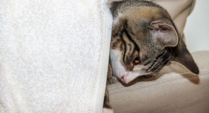 Enfermedades de gatos: ¿Qué es el acné felino? Conoce sus síntomas y causas