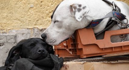 Brigada de Vigilancia Animal rescata 11 perros de falso refugio