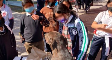 Perrita que tuvo su ‘baby shower’ en Mexicali da a luz a 8 cachorros