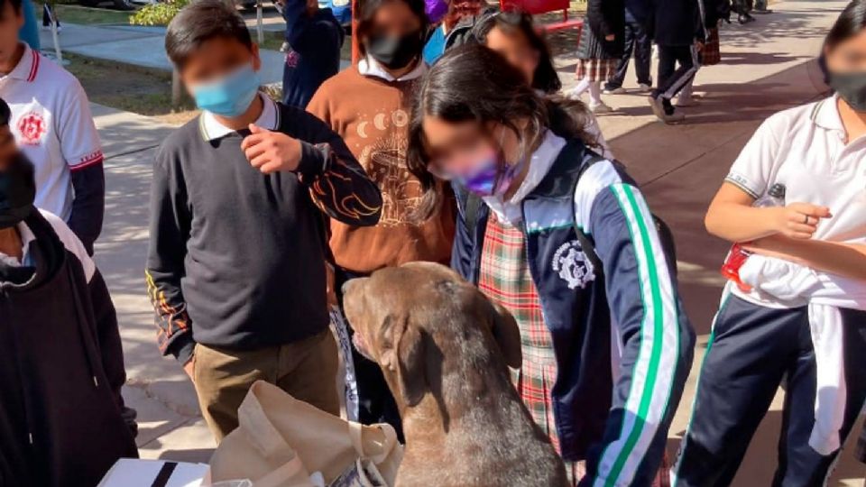 Comunidad estudiantil adopta a perrita embarazada y hace recolecta.