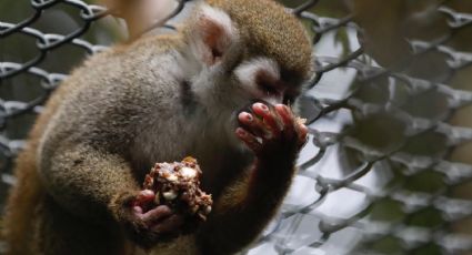 Maltrato animal en Colombia: rescatan a 108 monos de laboratorio