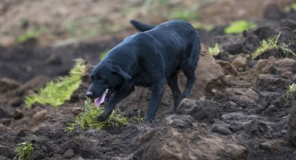 Deslizamiento de tierra en Ecuador: Él es Jacob, el perro que buscó desesperado a su familia
