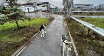 Perros de Chernóbil: ¿Una nueva raza?