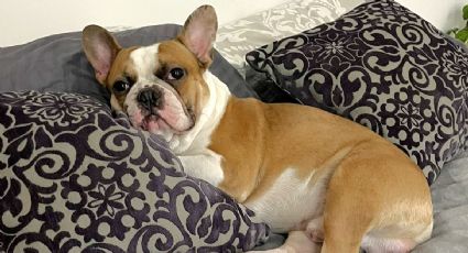 Buscan a Frank: activista Majo Martínez denuncia robo de su perro