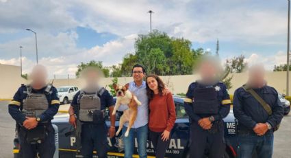Hallan a Frank, perrito secuestrado en carretera México-Quéretaro | VIDEO