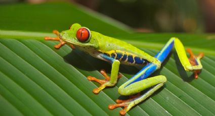 Así luce la nueva especie de rana hallada en Nueva Guinea: FOTOS