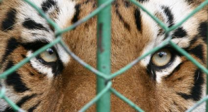 DEA revela que ‘Los chapitos’ alimentaban a sus tigres con sus enemigos