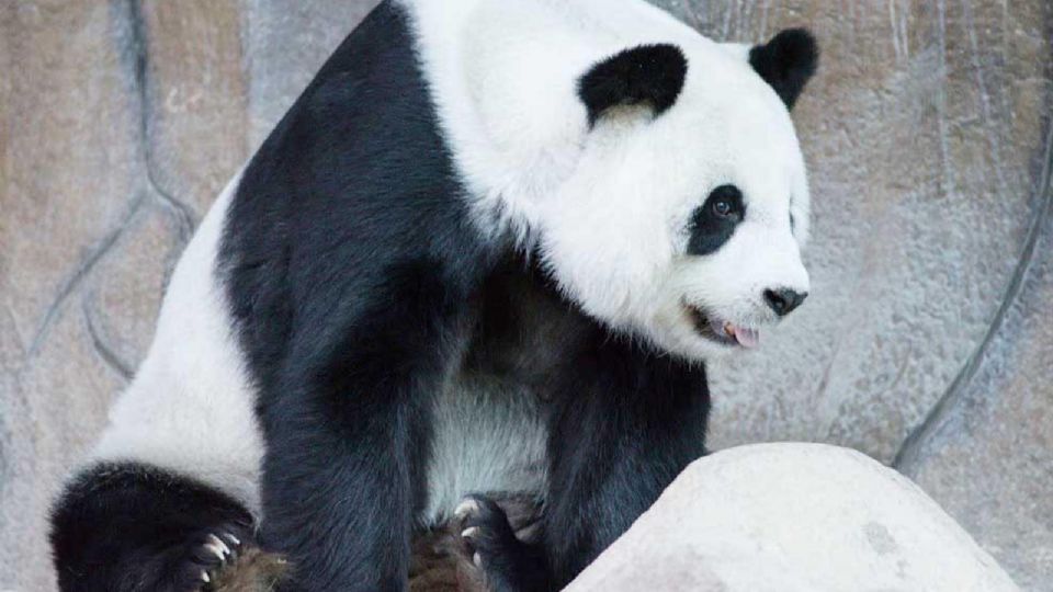 Fallece Lin Hui, el último panda cedido por China que quedaba en Tailandia
