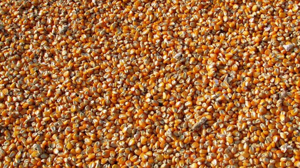México la cuna del maíz, se ubica en el segundo lugar de importación de este grano.