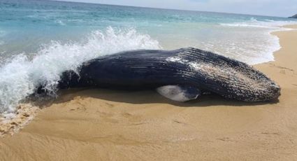 Profepa investiga muerte de ballena jornada ocurrida en Cabo San Lucas