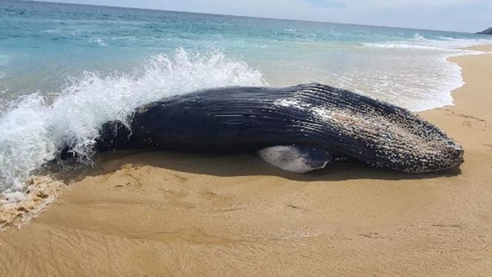 Ballena jornada.