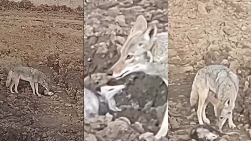 Tlacuache se erizó, hizo gestos y el coyote termina dejándolo en el suelo