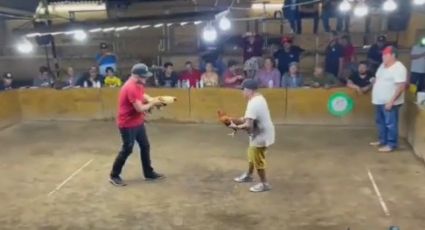 Gallo de pelea se lanza a navajazos contra su dueño y lo hiere | VIDEO