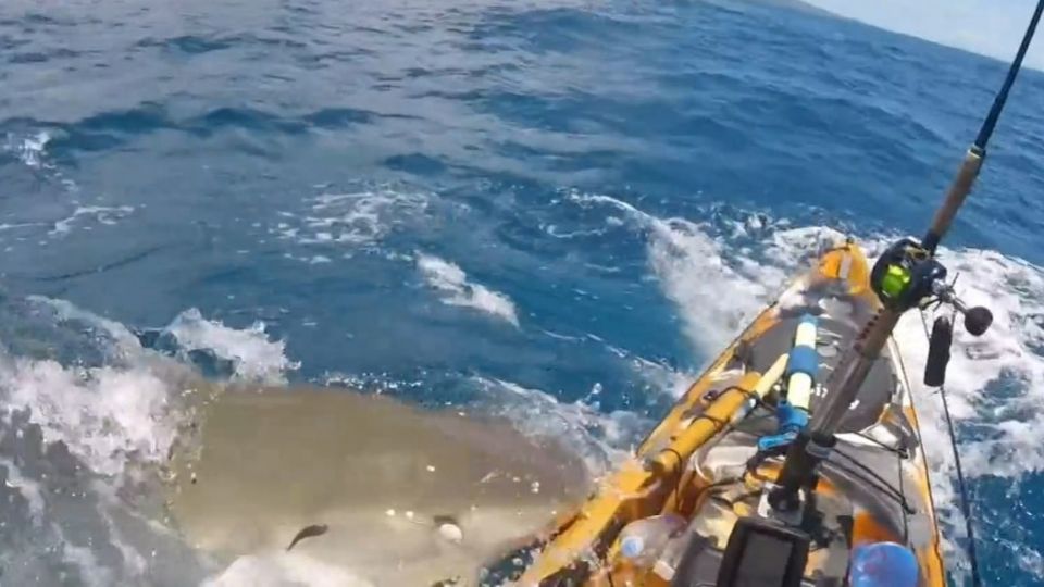 Captan momento exacto en el que un tiburón ataca a un kayakista en Hawái.