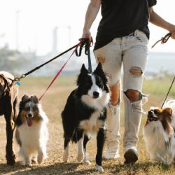 Perros en adopción en CDMX: así puedes encontrar a tu mejor amigo peludo