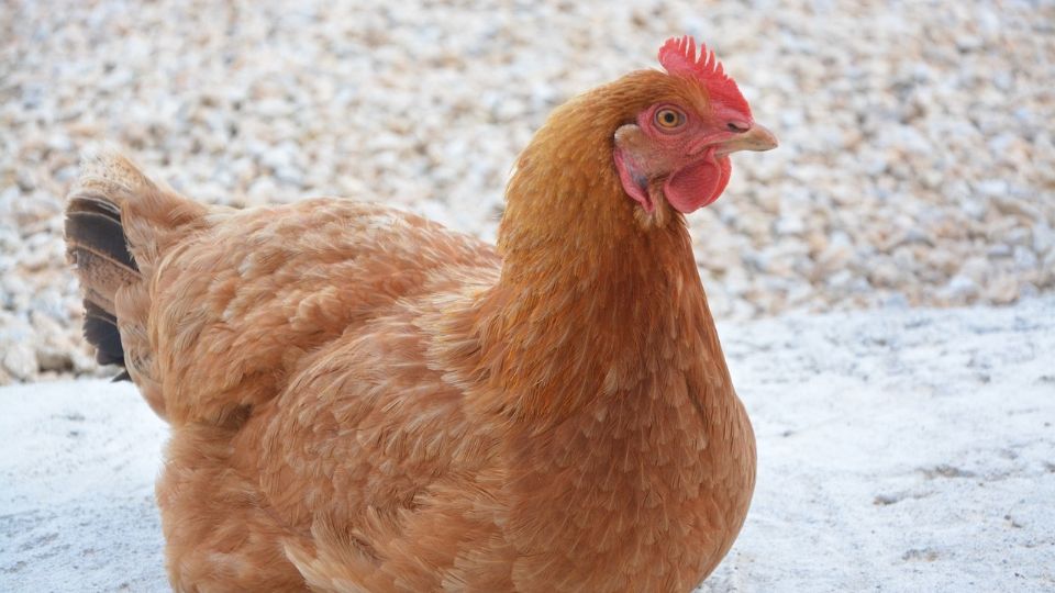 Ilustrativa. Una gallina fue 'pisada' por un pato, situación que propició la fecundación de cinco huevos.