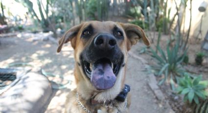 ‘Marcelito’ el perrito sonriente que se quedará sin casa adoptiva por hacer travesuras