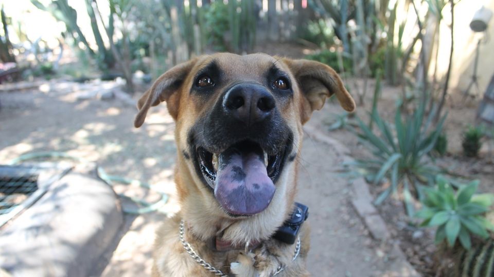 ‘Marcelito’ el perrito sonriente se quedará sin casa adoptiva por hacer travesuras