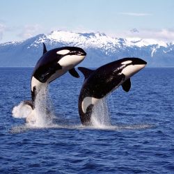 White Gladis: La historia detrás de la orca que enseña a otras a atacar barcos