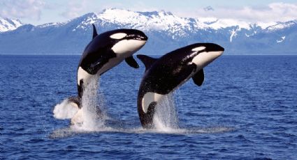 White Gladis: La historia detrás de la orca que enseña a otras a atacar barcos