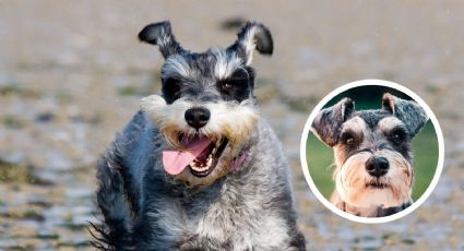 Schnauzer: lo que debes saber de estos perros antes de adoptar uno
