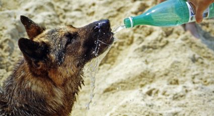 Onda de calor: Cuida a tus perritos de los golpes de calor