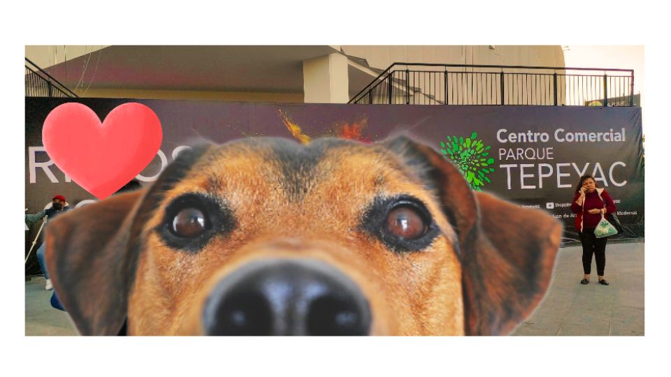 ¿Parque Tepeyac es Dog Friendly? Esto debes saber si quieres llevar a tu lomito
