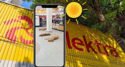 Elektra dejó que perritos descansen dentro de la tienda tras la ola de calor en México: VIDEO