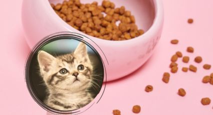 Cuál es la marca de croquetas para gatitos más saludable según la Profeco