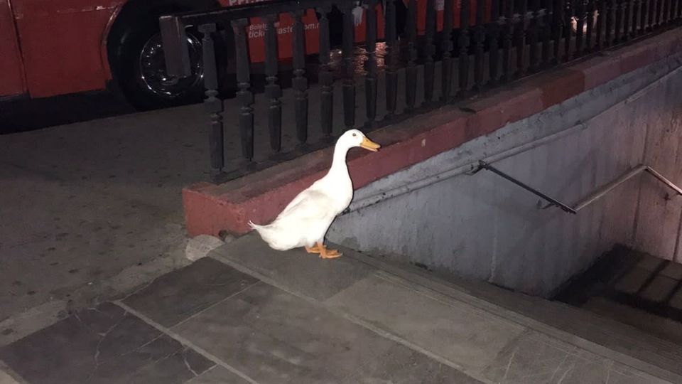 Un pato estaba a punto de entrar a la estación del metro Chapultepec.