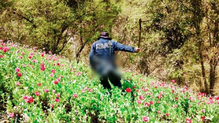 Busca PRI legalizar la amapola en México