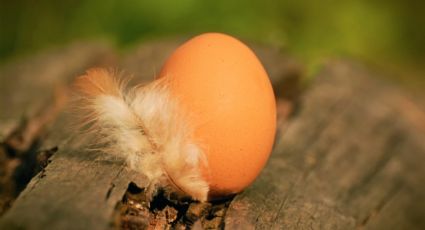 ¡Misterio resuelto! La ciencia por fin dice si fue primero el huevo o la gallina