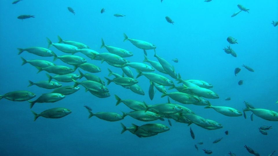 Los peces de Fukushima tienen un nivel de radiación 180 veces que el límite permitido en Japón