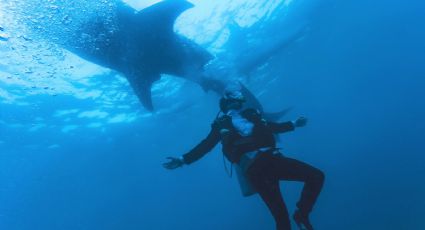 Turista es devorado por un tiburón en un mar de Egipto y testigos grabaron el hecho