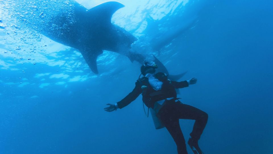 Turista es devorado por un tiburón en un mar de Egipto y testigos grabaron el hecho.