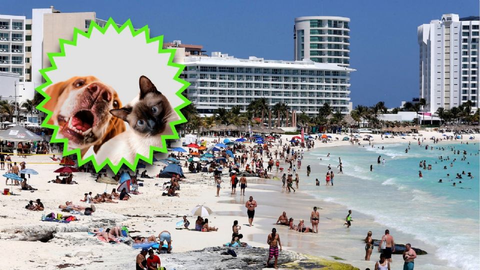 ¿Sabes a dónde llevar a tus mascotas en estas vacaciones de verano?