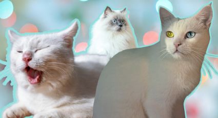 5 razones por las que los gatos blancos son especiales; un dato, son muy raros